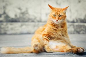 Ein orange Katze, die auf einer Steinstufe sitzt.
