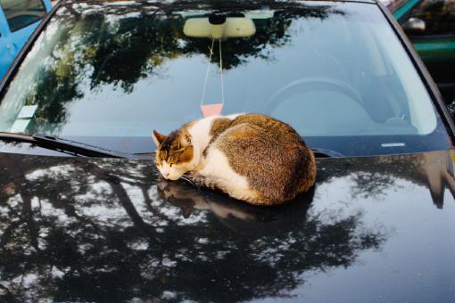 Katze liegt auf einem Auto, das durch eine KFZ-Versicherung geschützt ist.