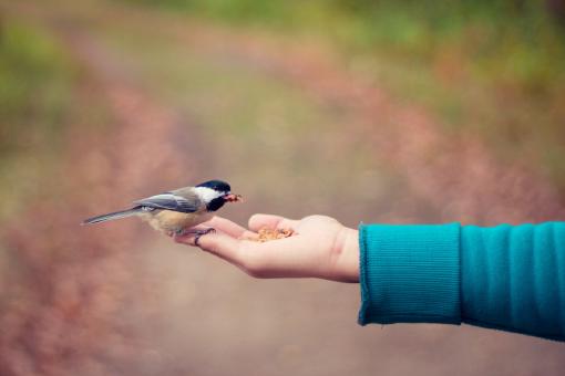 Ein Vogel, der aus einer Hand frisst.