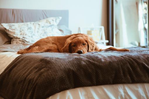 Ein brauner Hund, der auf einem Bett liegt.