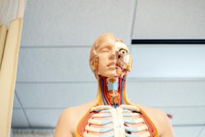 Eine Puppe, die die menschliche Anatomie darstellt.