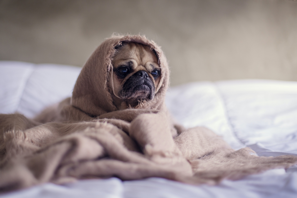 Ein Mops eingewickelt in eine Decke.