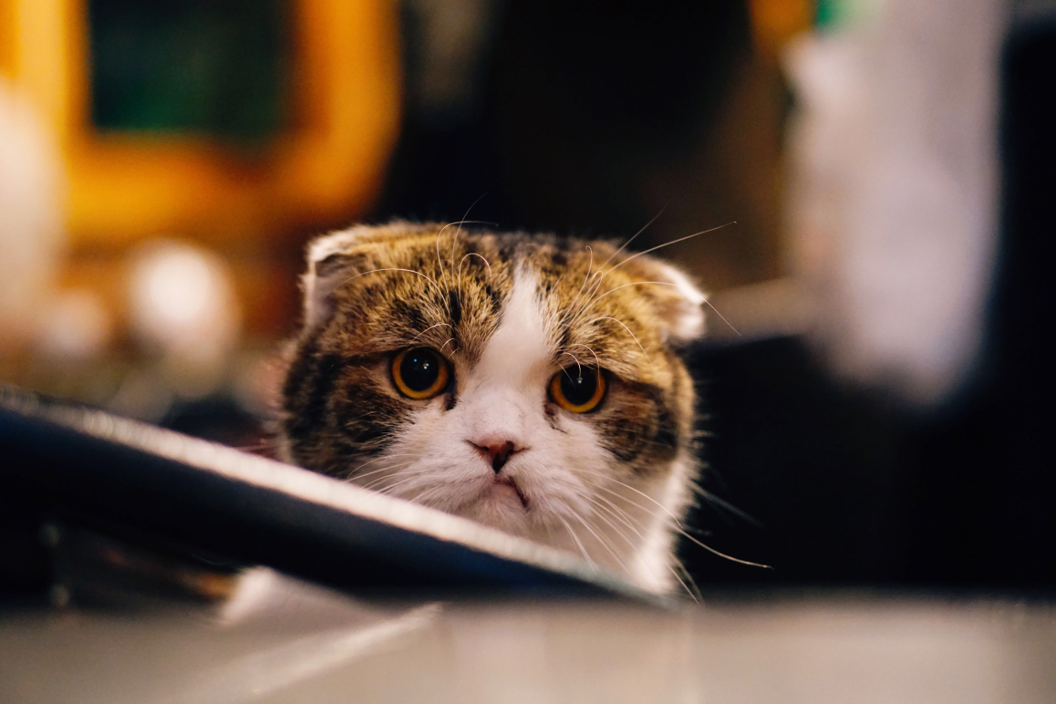 Eine Katze, die genervt aussieht.