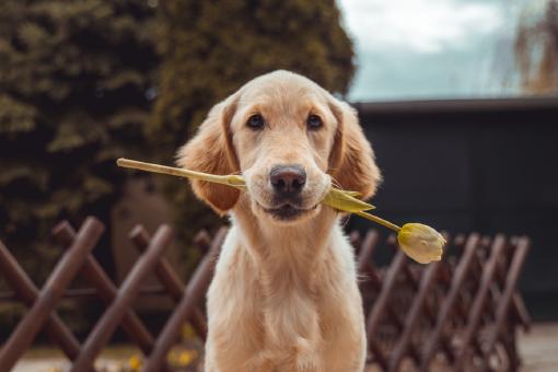 Ein Hund, der sitzt und eine Tulpe im Maul hat. Ein Symbolbild für die Hundeversicherung in Österreich.