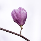 Ein Foto von einer Blume, das die Nachversicherungsgarantien der Berufsunfähigkeitsversicherung symbolisiert.